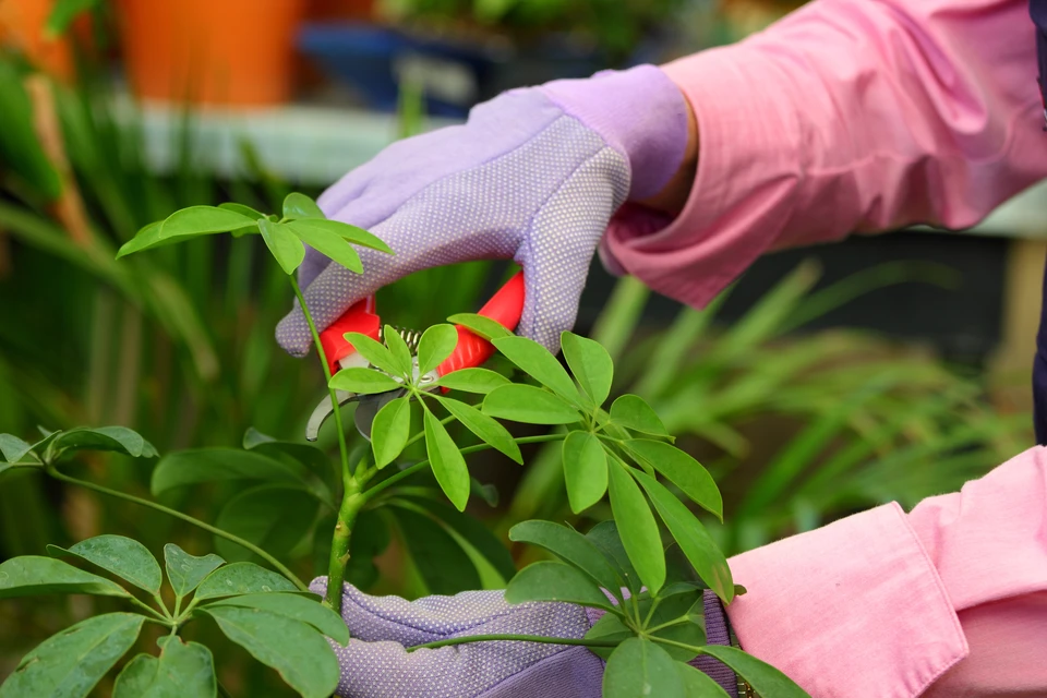 Une personne en veste rose effectue l'entretien d'une plante verte en extérieur, portant des gants de jardinage violets avec grip antidérapant