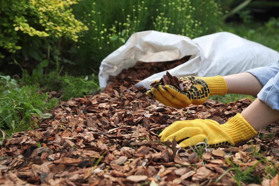 Scène extérieure de jardinage où une personne applique du paillis organique autour de plantations