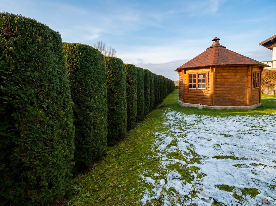 Jardin hivernal avec haie de thuyas taillés formant une bordure végétale dense