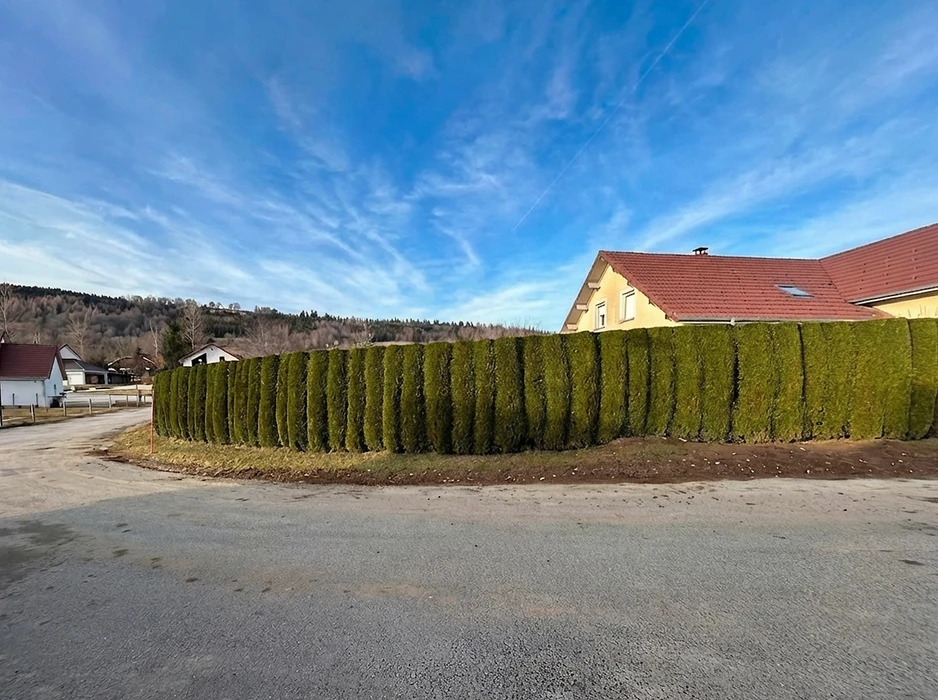 Haie de thuyas taillée en forme cylindrique, alignés en rangée dense le long d'une route de village