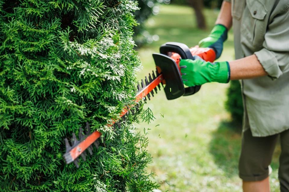 Jardinier professionnel en combinaison bleue taille une haie dense avec un taille-haie électrique à perche télescopique dans un espace vert résidentiel