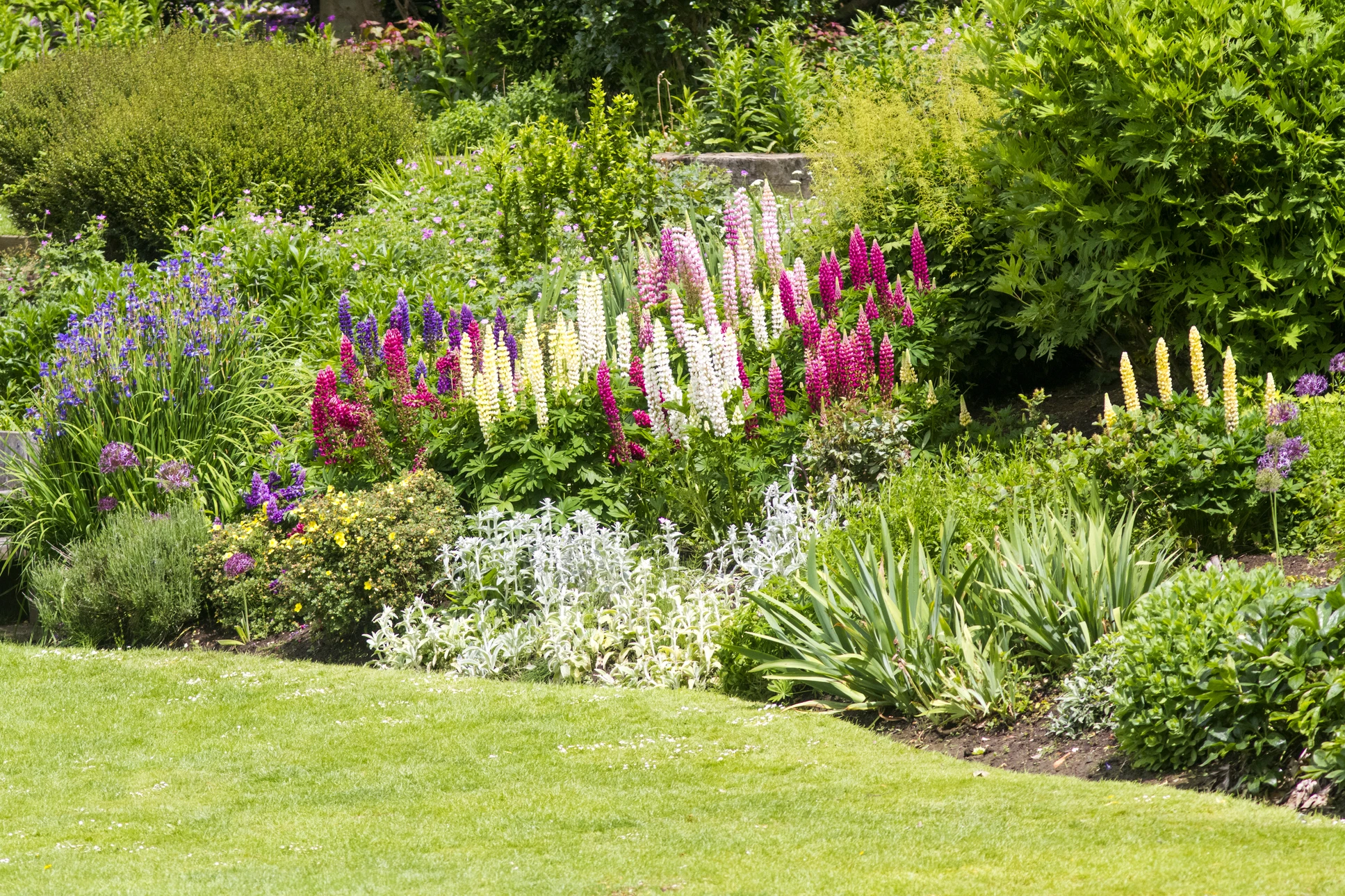 Jardin paysagé extérieur avec massif fleuri comprenant primevères violettes et blanches, feuillage vert, conifère nain aux jeunes pousses dressées