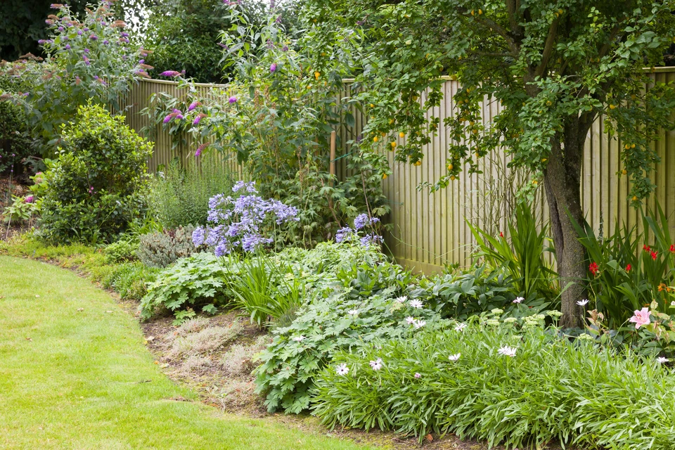 Jardin luxuriant avec végétation dense et variée comprenant fougères retombantes aux frondes délicates, plantes vivaces à feuillage vert tendre, arbustes à feuilles composées et tapis de mousse