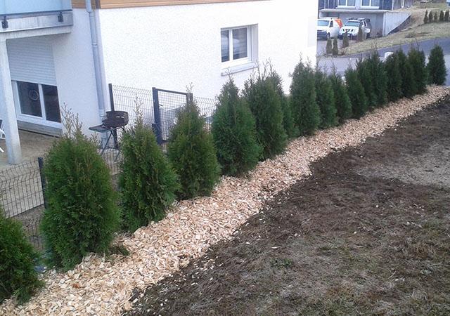 Comment Entretenir Vos Haies et Arbres à Mouthe, Val d'Usier et Arc-sous-Montenot ?